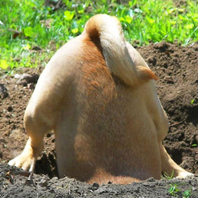 Why Do Dogs Bury Bones??